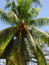 Kokospalme (Cocos nucifera) auf dem Gelände des L'Union Estate