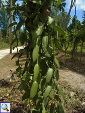 Vanille (Vanilla, Vanilla planifolia)