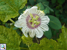 Passionsblume (Passion Flower, Passiflora foetida)