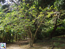 Cherimoya oder Netzannone (Custard Apple, Annona reticulata)