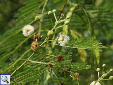 Weißkopfmimose (White Leadtree, Leucaena leucocephala) Weißkopfmimose (White Leadtree, Leucaena leucocephala)