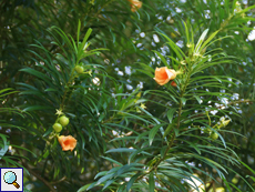 Tropischer Oleander (Yellow Oleander, Thevetia peruviana)