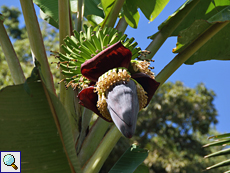 Banane (Banana, Musa sp.)