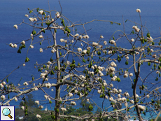 Kapokbaum (Silk Cotton Tree, Ceiba pentandra) Kapokbaum (Silk Cotton Tree, Ceiba pentandra)