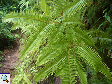 Dicranopteris linearis