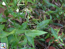 Panicum brevifolium