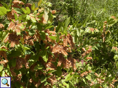 Flemingia strobilifera Flemingia strobilifera