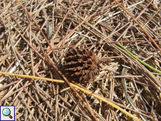 Abgefallene Zweige und abgeblühter Blütenstand der Schachtelhalmblättrigen Kasuarine (Casuarina Tree, Casuarina equisetifolia)