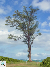 Schachtelhalmblättrige Kasuarine (Casuarina Tree, Casuarina equisetifolia)