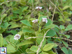 Teppich-Verbene (Vervain, Phyla nodiflora)