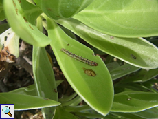 Samtblatt (Octopus Bush, Heliotropium foertherianum), Blätter mit einer Raupe der Heliotropmotte (Utetheisa pulchelloides pulchelloides)