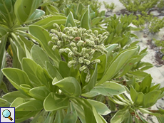 Samtblatt (Octopus Bush, Heliotropium foertherianum)