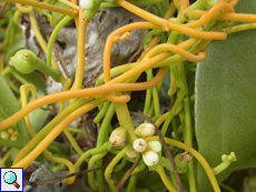 Ranken und Blüten von Cassytha filiformis (Love Vine)