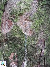 Kautschukbaum (Para Rubber Tree, Hevea brasiliensis) Kautschukbaum (Para Rubber Tree, Hevea brasiliensis)
