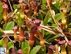 Nepenthes pervillei