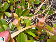 Nepenthes pervillei Nepenthes pervillei