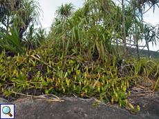 Nepenthes pervillei Nepenthes pervillei