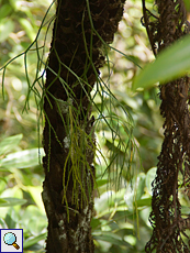 Psilotum complanatum (Flatfork Fern)