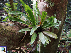 Vogelnest-Streifenfarn (Bird's Nest Fern, Asplenium nidus)