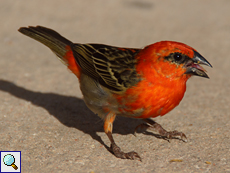 Männlicher Madagaskarweber (Foudia madagascariensis)