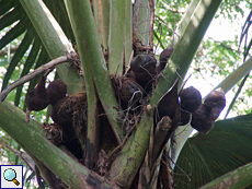Seychellenpalmen (Lodoicea maldivica) Seychellenpalmen (Lodoicea maldivica)