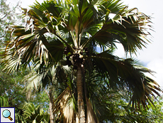 Seychellenpalme (Lodoicea maldivica)