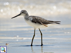 Grünschenkel (Tringa nebularia) am Strand