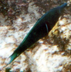 Vogel-Lippfisch, M&auml;nnchen