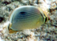 Rippen-Falterfisch