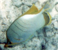 Gelbkopf-Falterfisch