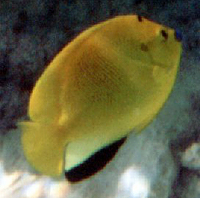 Dreipunkt-Kaiserfisch