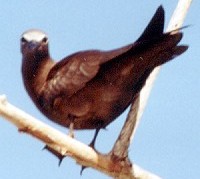 Noddi
