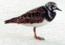 Steinw&auml;lzer