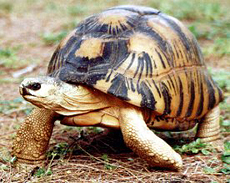Strahlenschildkr&ouml;te