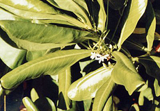Scaevola-Busch