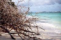 Strandabschnitt auf Bird Island