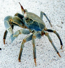Reiterkrabbe (Horned Ghost Crab, Ocypode ceratophthalmus)