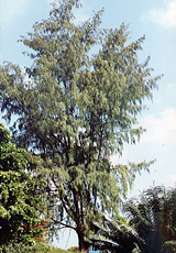 Kasuarine