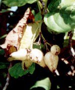 Fr&uuml;chte der Scharlachkordie