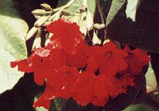 Bl&uuml;ten der Scharlachkordie