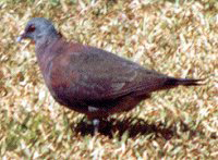 Madagaskarturteltaube