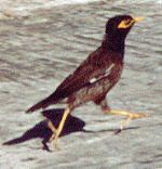 Hirtenmaina