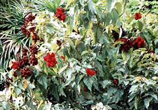 Orleansbaum (Annatto, Passiflora edulis)