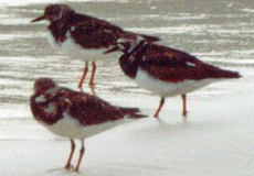 Steinw&auml;lzer