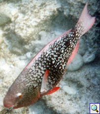 Nasenh&ouml;cker-Papageifisch, Weibchen
