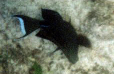 Indischer Mimikry-Doktorfisch