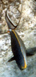 Eleganter Nasendoktor