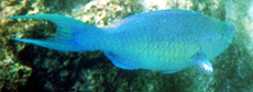 Buckelkopf-Papageifisch