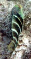 Streifen-Bannerlippfisch