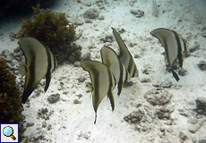 Rundkopf-Fledermausfisch